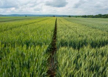 Governo discute medidas para setor agropecuário em 2025