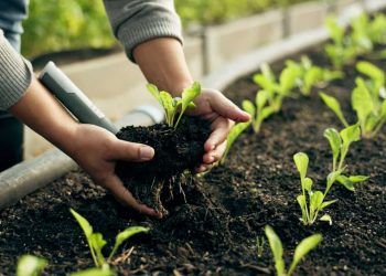 Importações brasileiras de fertilizantes registram aumento em 2024; confira os dados