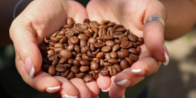 Produção de café em 2025 é estimada em 51,8 milhões de sacas; queda é de 4,4%