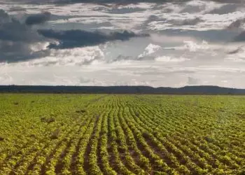 Produtores rurais de Goiás têm Até 17 de janeiro para cadastrar lavoura de soja