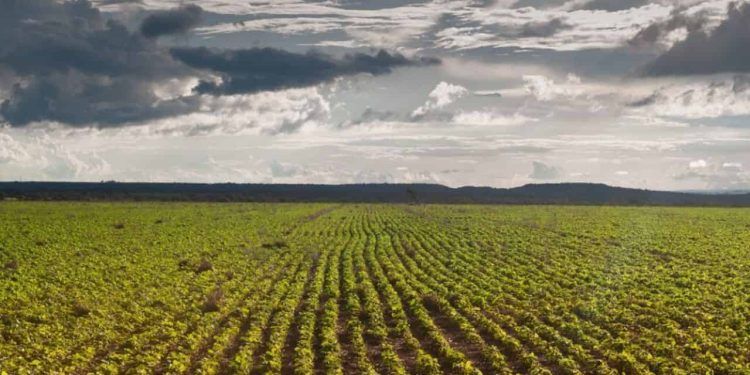 Produtores rurais de Goiás têm Até 17 de janeiro para cadastrar lavoura de soja