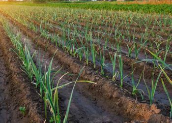 Reunião de ministros discute ações para aumentar produção de alimentos no Brasil