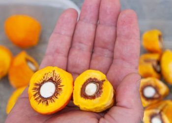 Sancionada projeto de lei que estimula produção de frutos do Cerrado; veja medidas