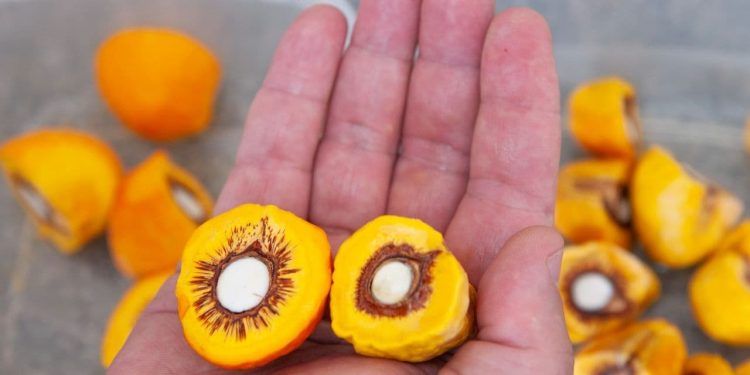 Sancionada projeto de lei que estimula produção de frutos do Cerrado; veja medidas