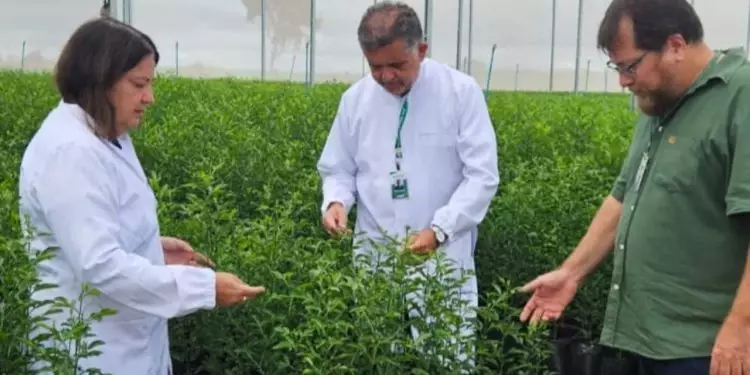 Veja a importância de adquirir mudas de citros apenas de viveiros autorizados 1 Veja a importância de adquirir mudas de citros apenas de viveiros autorizados