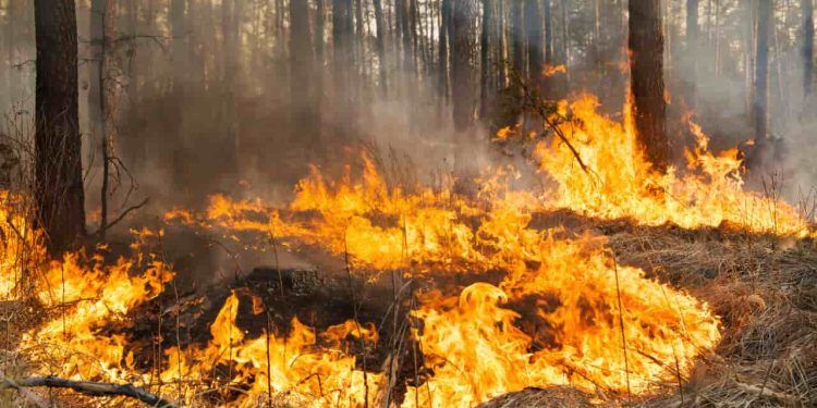 Veja como a agropecuária pode ser uma importante aliada no combate aos incêndios em áreas rurais