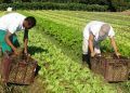 Veja como agricultores familiares fortalecem sistemas orgânicos no Brasil