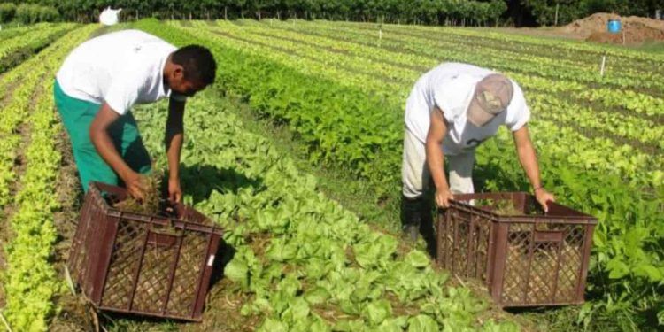 Veja como agricultores familiares fortalecem sistemas orgânicos no Brasil