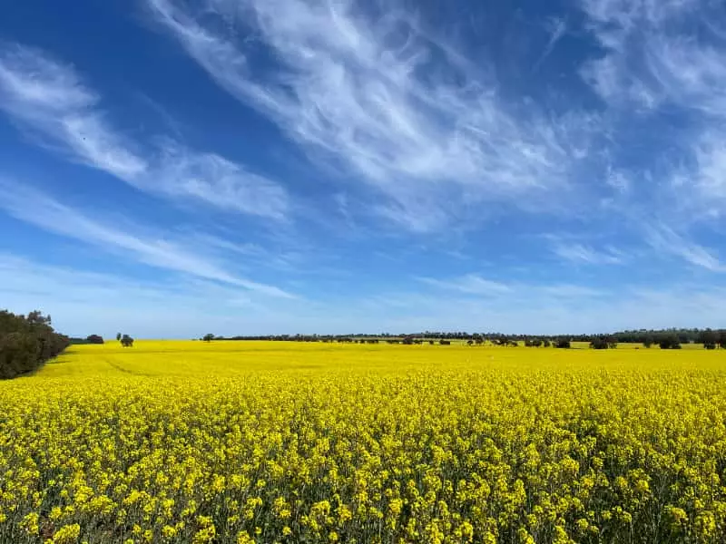 Canola