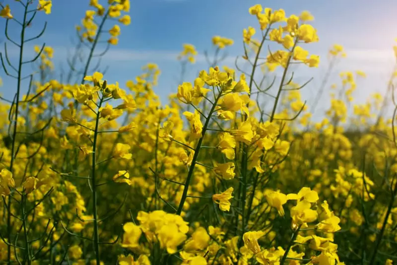 Cultivo de canola