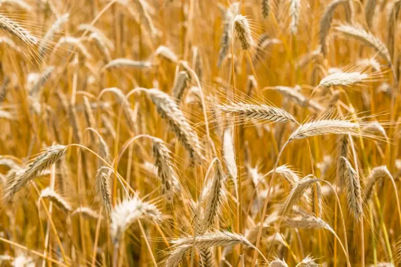 Brasil implementa zoneamento agrícola de risco climático para o cultivo de centeio 3 Cultivo de centeio