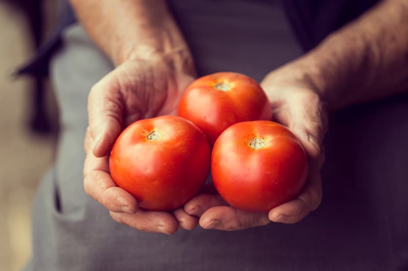 Experimentos de tomate