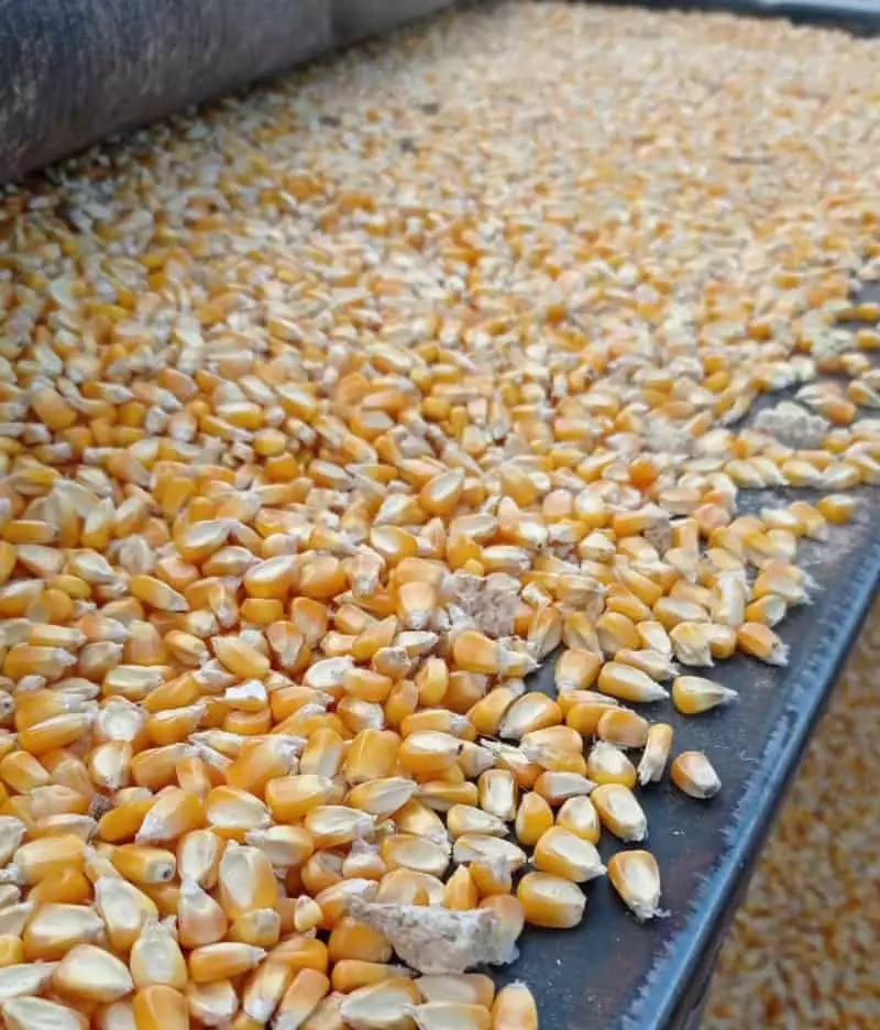 Fiscalização da safra