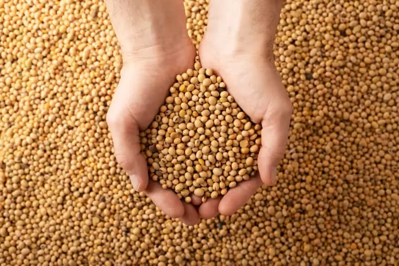Produtores rurais de Goiás têm até 17 de janeiro para cadastrar lavoura de soja 3 Lavoura de soja