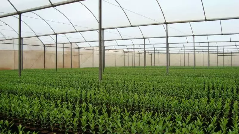 Veja a importância de adquirir mudas de citros apenas de viveiros autorizados 2 Mudas de citros