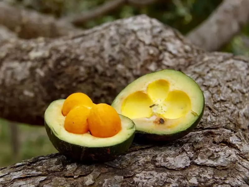 Sancionado projeto de lei que estimula produção de frutos do Cerrado; veja medidas 3 Pequi