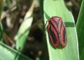 Cientistas brasileiros descobrem defesa natural da planta contra a cigarrinha-das-pastagens