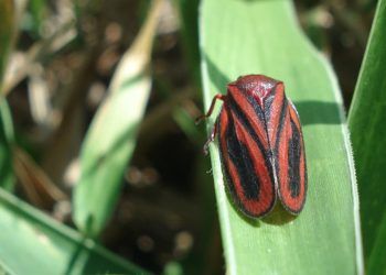 Cientistas brasileiros descobrem defesa natural da planta contra a cigarrinha-das-pastagens