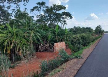 Confira os riscos e proibições do cultivo de bananeiras nas margens de rodovias em Goiás