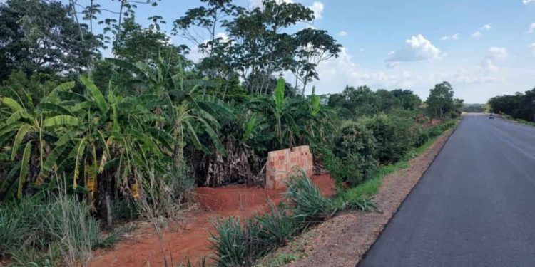 Confira os riscos e proibições do cultivo de bananeiras nas margens de rodovias em Goiás