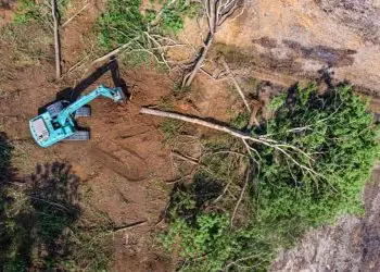 Desmatamento no Cerrado cai 33% em 2024