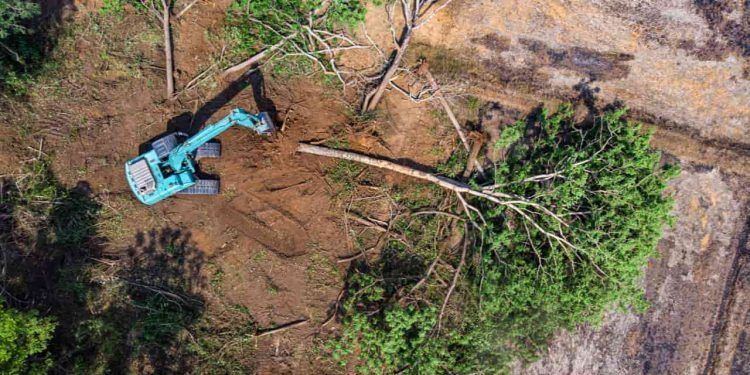 Desmatamento no Cerrado cai 33% em 2024