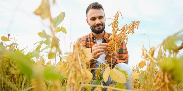 Estiagem e a cultura da soja no Brasil como minimizar os efeitos climáticos