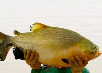 Estudo multiplica ganho de peso do Tambaqui em tanque-rede