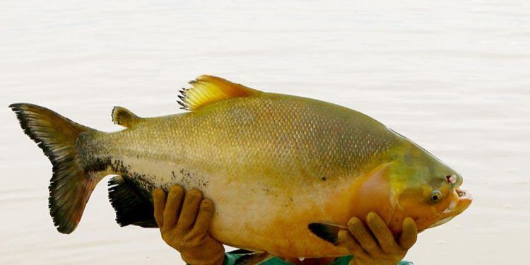 Estudo multiplica ganho de peso do Tambaqui em tanque-rede