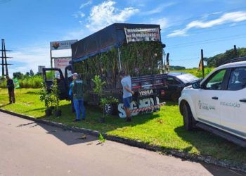 Fiscalização em Goiás apreende toneladas de mudas comercializadas ilegalmente