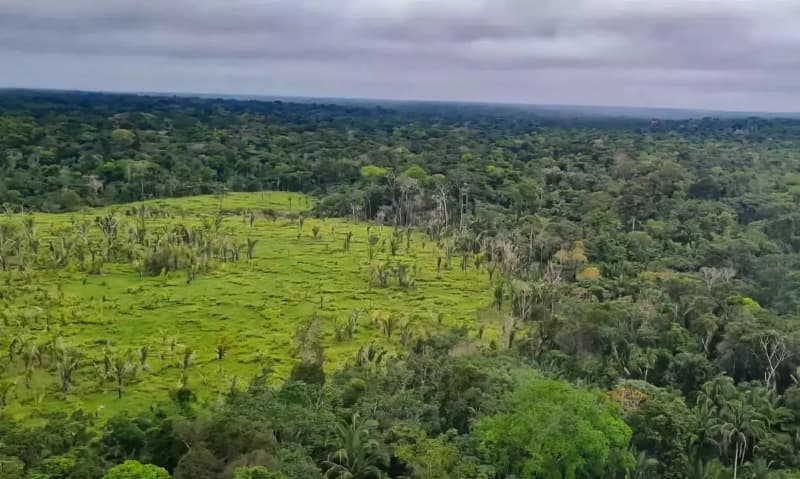 Floresta do Jatuarana no Amazonas.