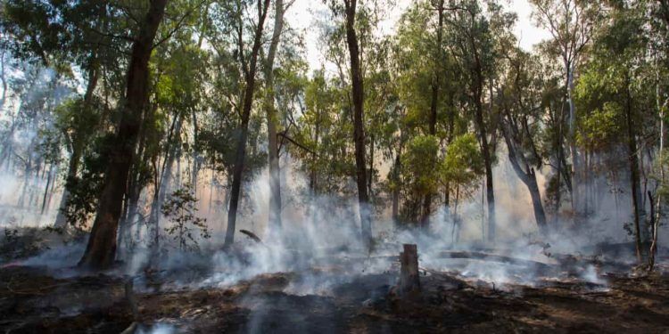 Goiás abre prazo para solicitação de autorização para queima controlada na agricultura