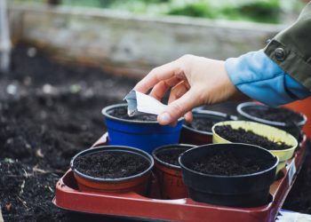 Goiás inicia reformulação de legislação sobre bioinsumos e defensivos agrícolas