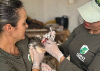 Goiás intensifica vigilância contra Influenza Aviária e Doença de Newcastle em Aves