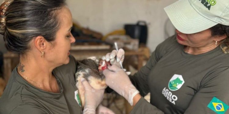 Goiás intensifica vigilância contra Influenza Aviária e Doença de Newcastle em Aves