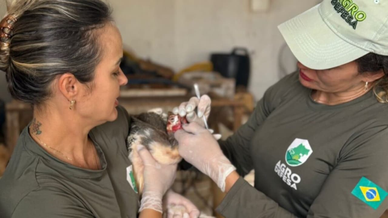 Goiás intensifica vigilância contra Influenza Aviária e Doença de Newcastle em Aves