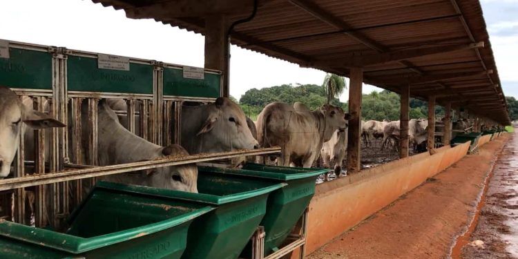 Inscrições Abertas para a Prova de Avaliação de Desempenho da Raça Nelore