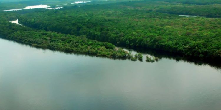 Lançado edital para concessão da Floresta Nacional do Jatuarana, no Amazonas