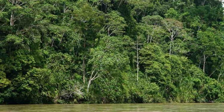 Lançado plano que fortalece as ações de bioeconomia na Amazônia; confira