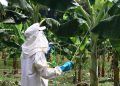 Nova técnica de controle de pragas impulsiona a produção de banana na Amazônia