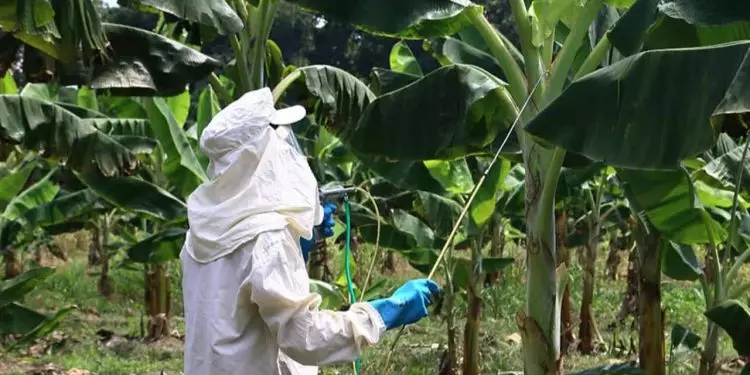 Nova técnica de controle de pragas impulsiona a produção de banana na Amazônia 1 Nova técnica de controle de pragas impulsiona a produção de banana na Amazônia