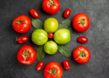 Período de transplantio de mudas de tomate inicia em municípios goianos