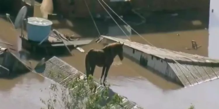 Projeto cria política de proteção e resgate de animais em casos desastres ambientais