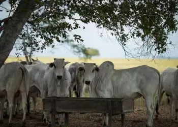 Rebanho bovino de Goiás atinge 22,7 milhões de cabeças em 2024