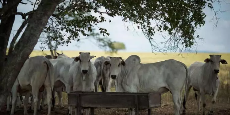 Rebanho bovino de Goiás atinge 22,7 milhões de cabeças em 2024