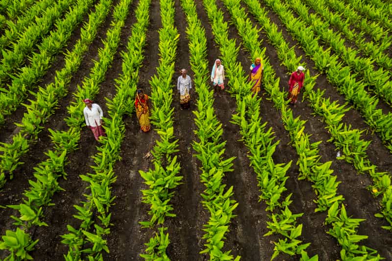 VBP da agropecuária alcança R$ 1,41 trilhão em janeiro com crescimento de 11% 2 VBP da agropecuária