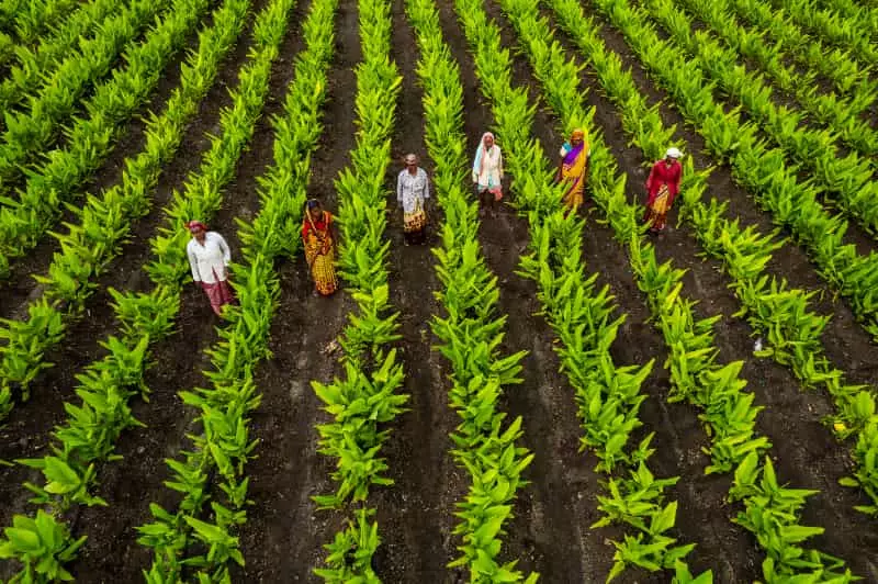 VBP da agropecuária