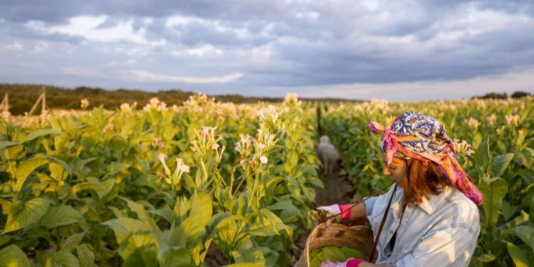 VBP da agropecuária alcança R$ 1,41 trilhão em janeiro com crescimento de 11%
