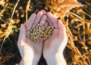 Valor bruto da produção agropecuária de 2025 deve crescer 9,1% impulsionado pela soja