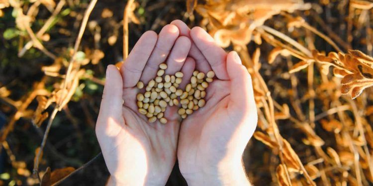 Valor bruto da produção agropecuária de 2025 deve crescer 9,1% impulsionado pela soja